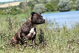 STAFFIE 212